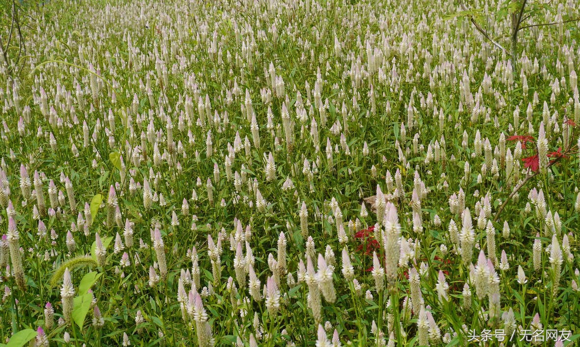 鸡毛掸子的功效,鸡毛掸子的药效