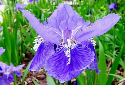 世界各国国花图片及名称集锦,世界各地的国花你能叫出几个名字