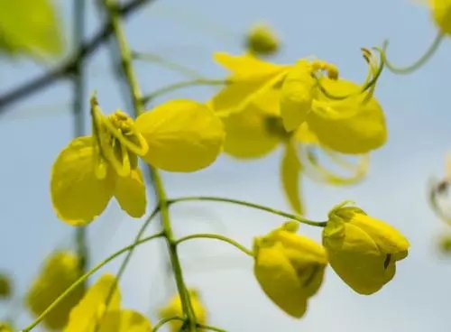 世界各国国花图片及名称集锦,世界各地的国花你能叫出几个名字