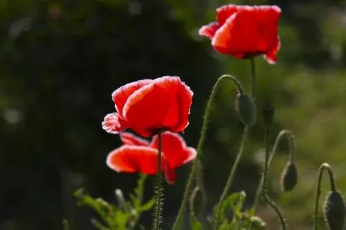 世界各国国花图片及名称集锦,世界各地的国花你能叫出几个名字