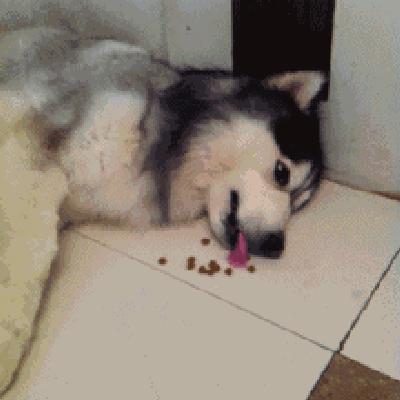 原来狗子还能丑到这种地步,盘点那些让人哭笑不得的狗子