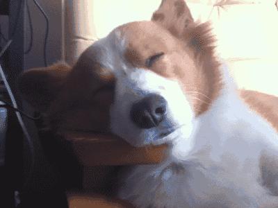 原来狗子还能丑到这种地步,盘点那些让人哭笑不得的狗子