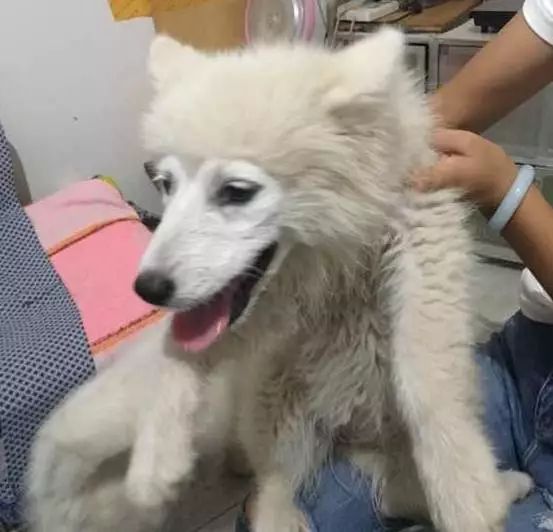 原来狗子还能丑到这种地步,盘点那些让人哭笑不得的狗子