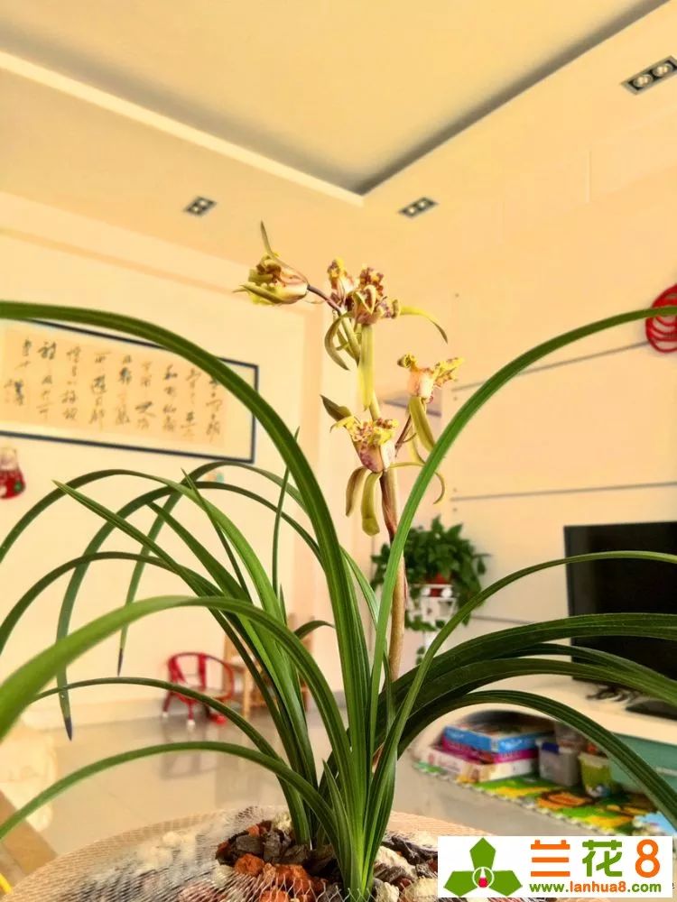 以兰为德,以兰为德最新消息