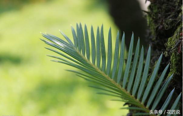 铁树病害怎么护理,铁树黄叶怎么管理