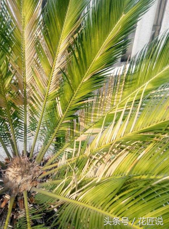 铁树病害怎么护理,铁树黄叶怎么管理