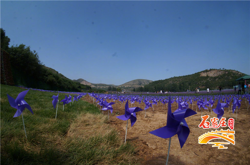 石家庄花田原乡小镇多彩花海,鹿泉花海拍摄地点