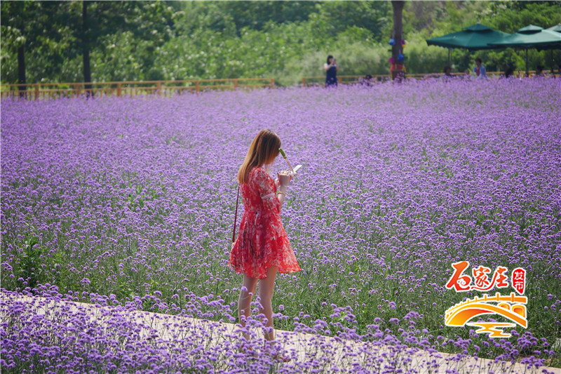石家庄花田原乡小镇多彩花海,鹿泉花海拍摄地点