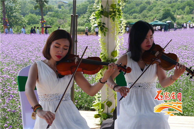 石家庄花田原乡小镇多彩花海,鹿泉花海拍摄地点