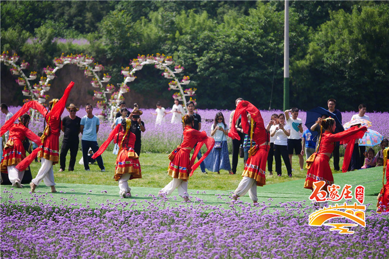 石家庄花田原乡小镇多彩花海,鹿泉花海拍摄地点