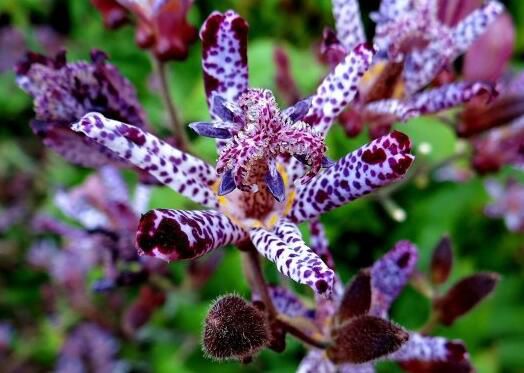 依米花是传说，还是真实存在？有图为证美到着迷！