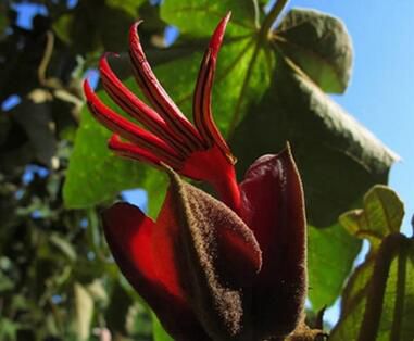 依米花是传说，还是真实存在？有图为证美到着迷！