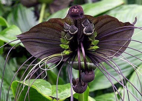 依米花是传说，还是真实存在？有图为证美到着迷！