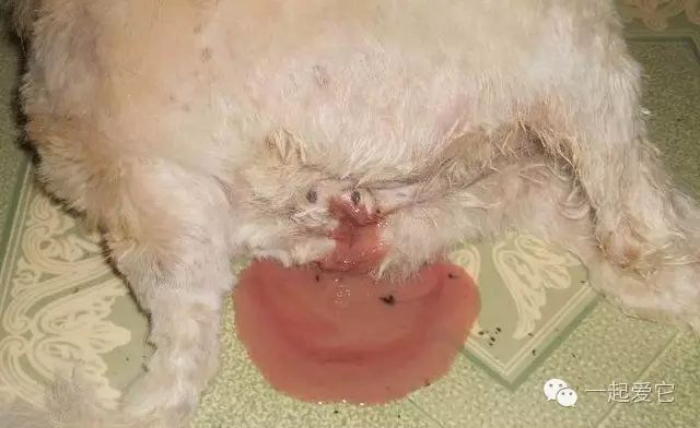 狗狗来生理期怎么办,狗狗来生理期成年了吗