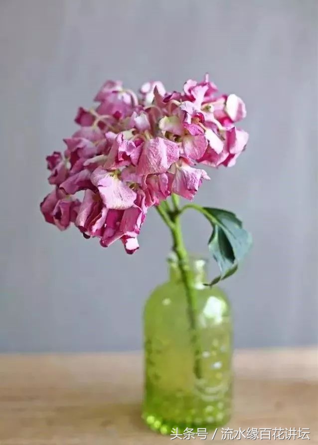 马蹄莲的鲜花养护方法,绣球风信子马蹄莲花束