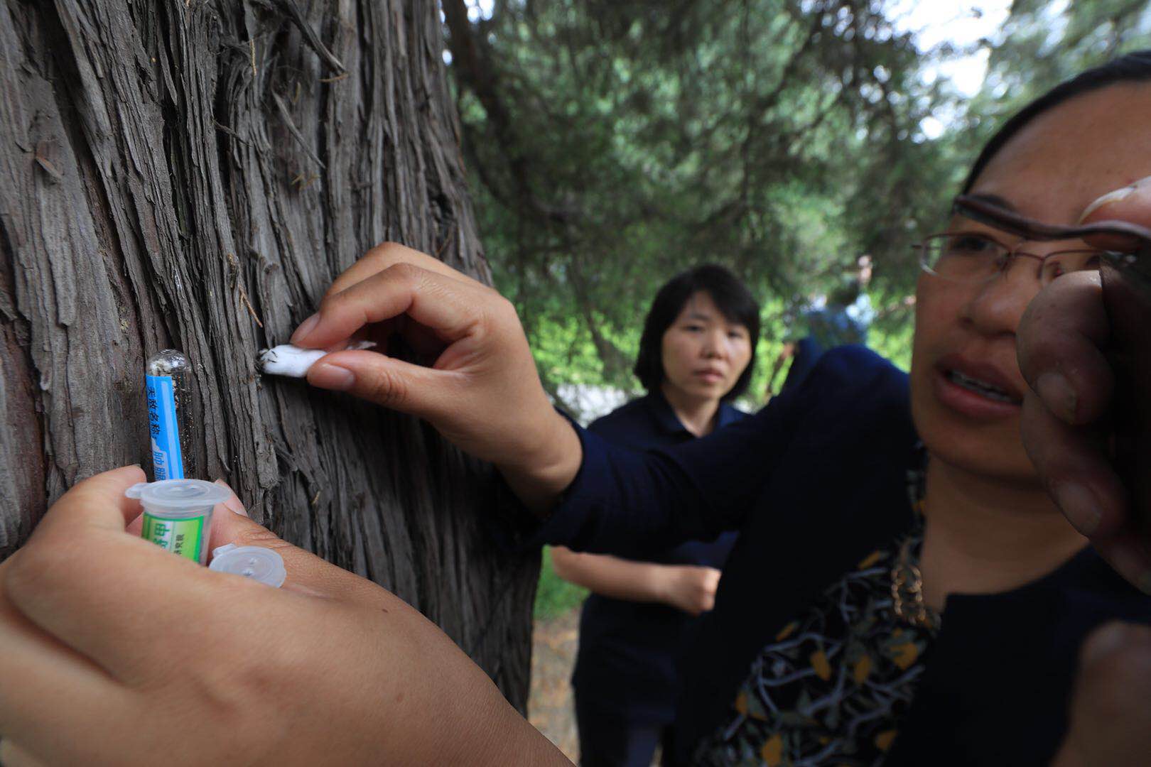 生物防治！北京市属公园投放天敌昆虫，“以虫治虫”护古树名木