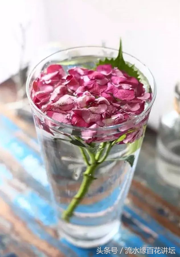 马蹄莲的鲜花养护方法,绣球风信子马蹄莲花束