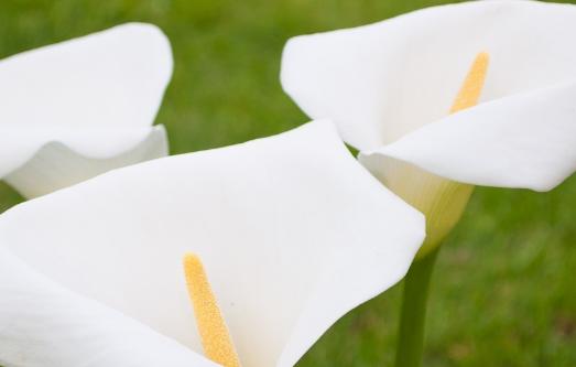 天南星科白马蹄莲的养殖方法,马蹄莲与天南星有什么区别