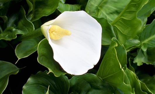 天南星科白马蹄莲的养殖方法,马蹄莲与天南星有什么区别