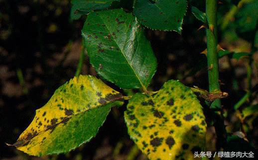 栀子掉花蕾是什么原因,栀子花苞根部发黄怎么办