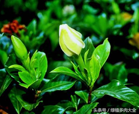 栀子掉花蕾是什么原因,栀子花苞根部发黄怎么办