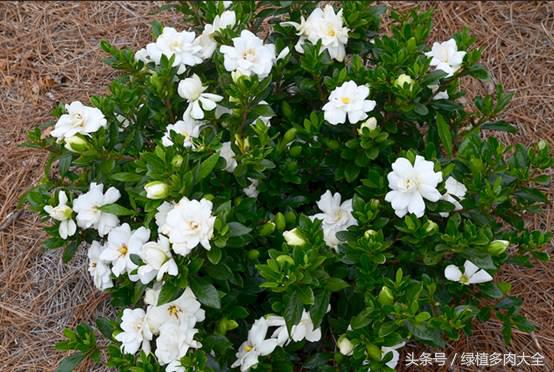 栀子掉花蕾是什么原因,栀子花苞根部发黄怎么办