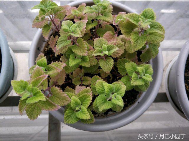 驱蚊草本薄荷植物怎么养,夏天养薄荷十大禁忌