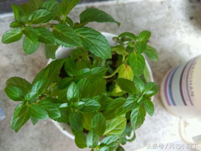 驱蚊草本薄荷植物怎么养,夏天养薄荷十大禁忌
