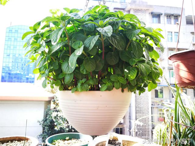 驱蚊草本薄荷植物怎么养,夏天养薄荷十大禁忌