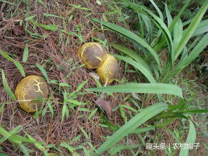 玉米地里捡水果,玉米地里拾东西