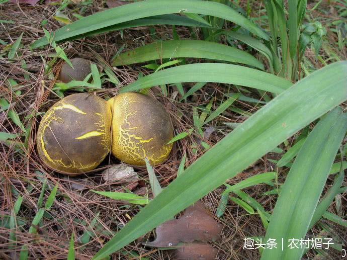 玉米地里捡水果,玉米地里拾东西