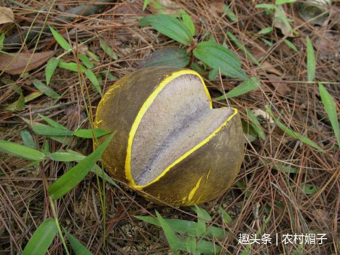 玉米地里捡水果,玉米地里拾东西