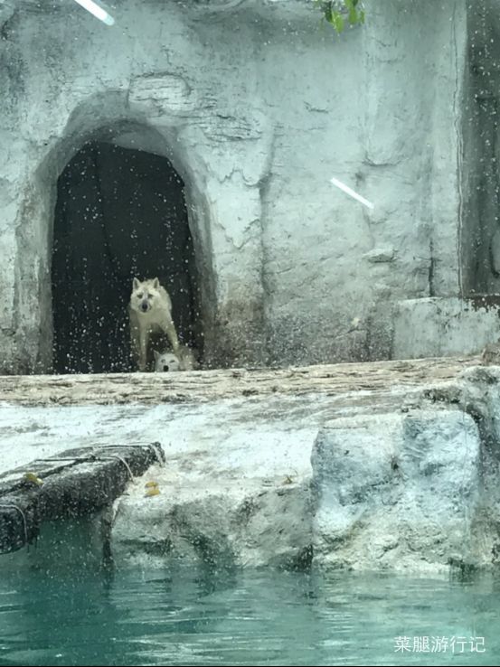 广州长隆野生动物园地址,广州长隆野生动物园打卡文案
