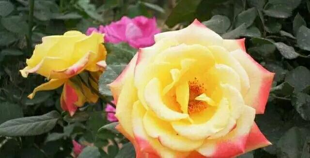 爱一个人放不下的情感,忘不了放不下的心痛