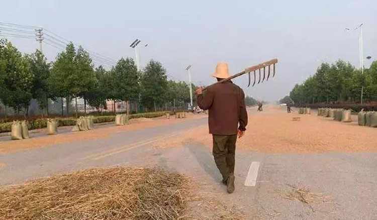 农民马路晒麦草导致交通事故，责任究竟谁来承担？听听律师怎么说