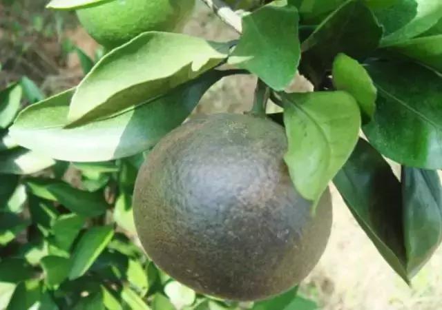 柑橘锈壁虱几月份开始危害叶子,柑橘砂皮病跟锈壁虱危害的区别