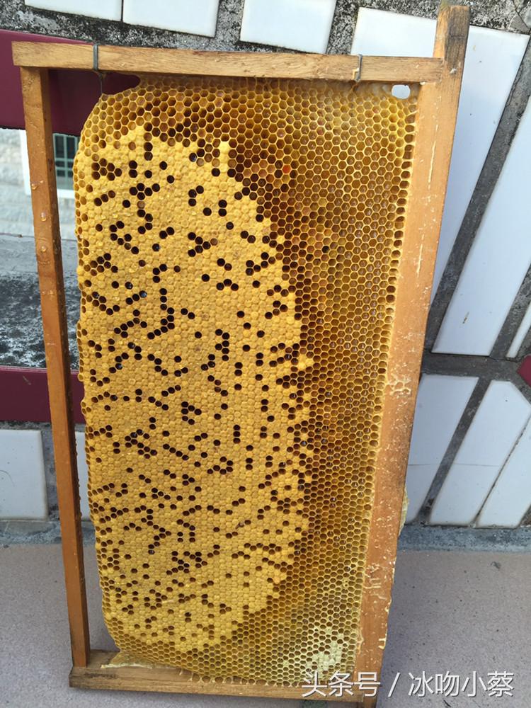 宠物蜜蜂养护,蜜蜂下雨后怎么养护好它