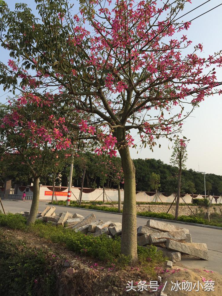 宠物蜜蜂养护,蜜蜂下雨后怎么养护好它