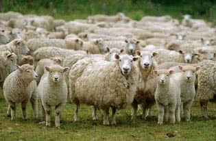 有味道的科学小实验,关于有味道的科学小实验