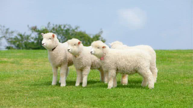 有味道的科学小实验,关于有味道的科学小实验