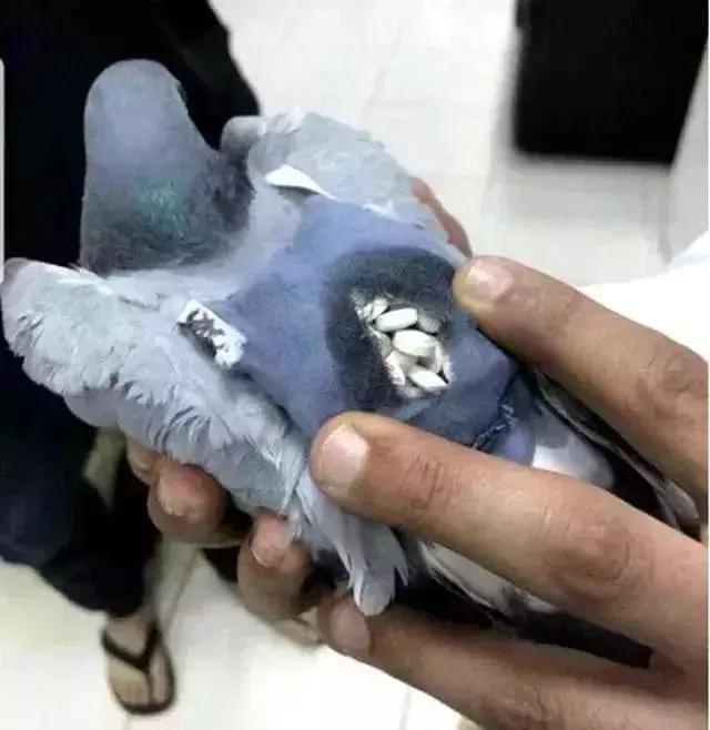 可笑又可怕，为了运毒，他们连小丁丁都不放过