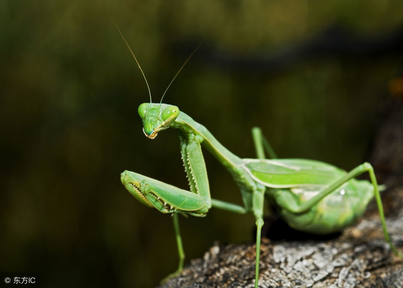 雌螳螂只有雄螳螂吃掉才能怀孕吗,雌螳螂真的会吃掉雄螳螂吗