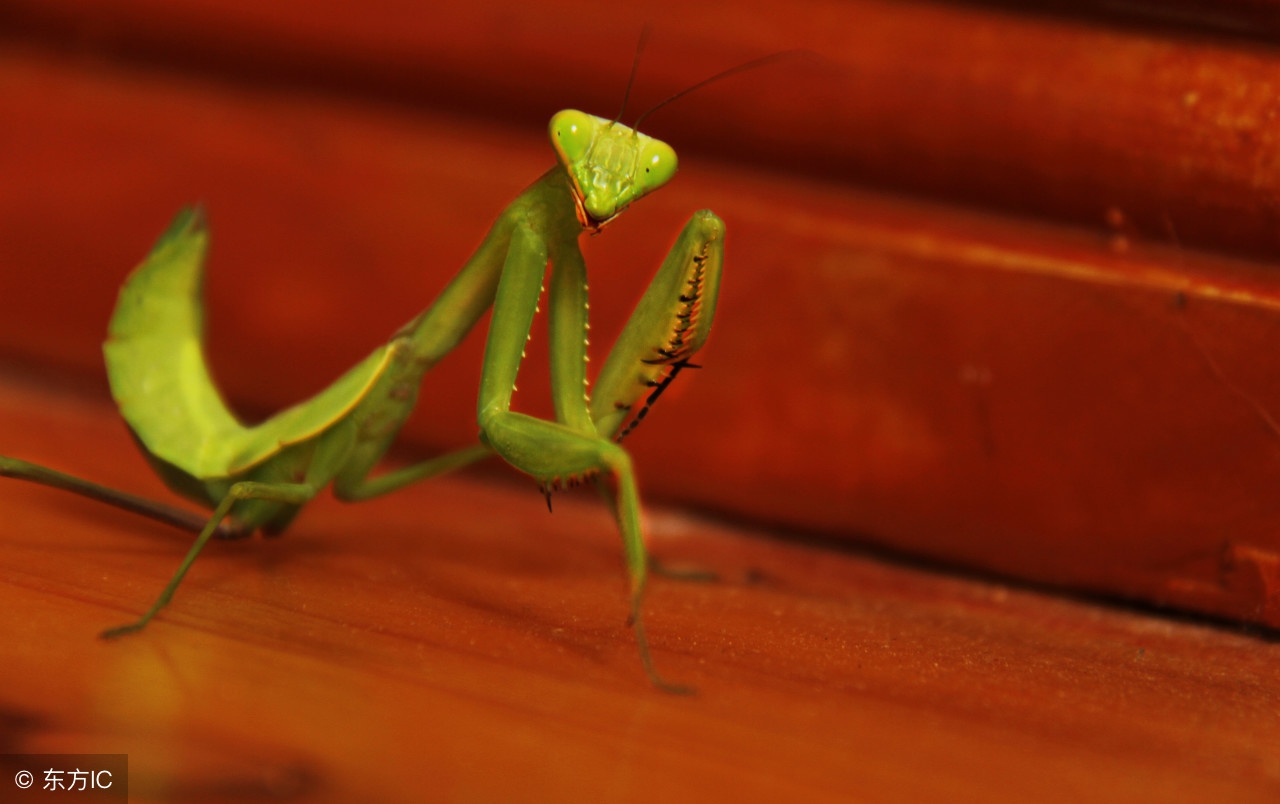 雌螳螂只有雄螳螂吃掉才能怀孕吗,雌螳螂真的会吃掉雄螳螂吗