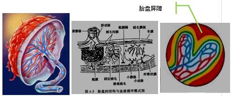 妊娠期d类药物对胎儿有什么影响,药物对妊娠影响等级