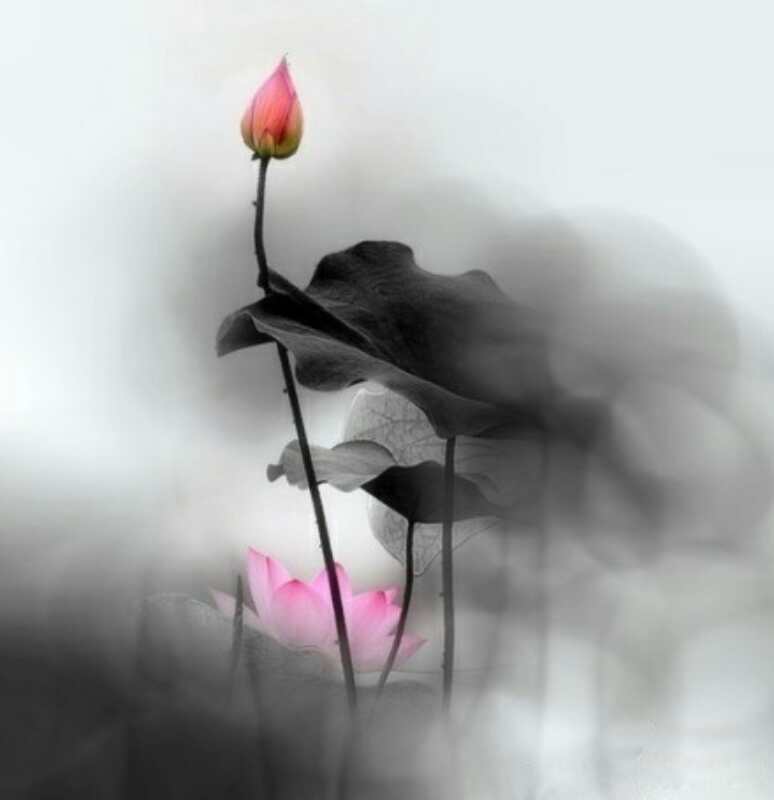 狮子座喜欢摩羯座