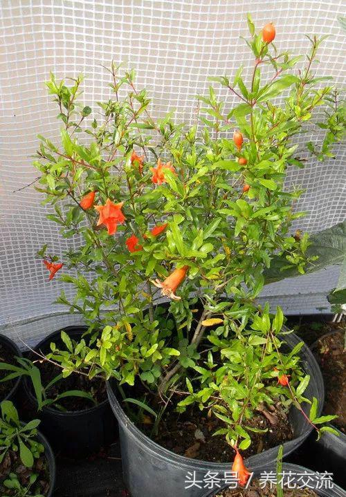 石榴的种子盆栽种植方法,石榴如何种植才可以开花结果