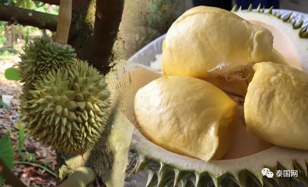“中国电商害泰国人吃不起榴莲”?泰国人究竟是怎么看这个事的?