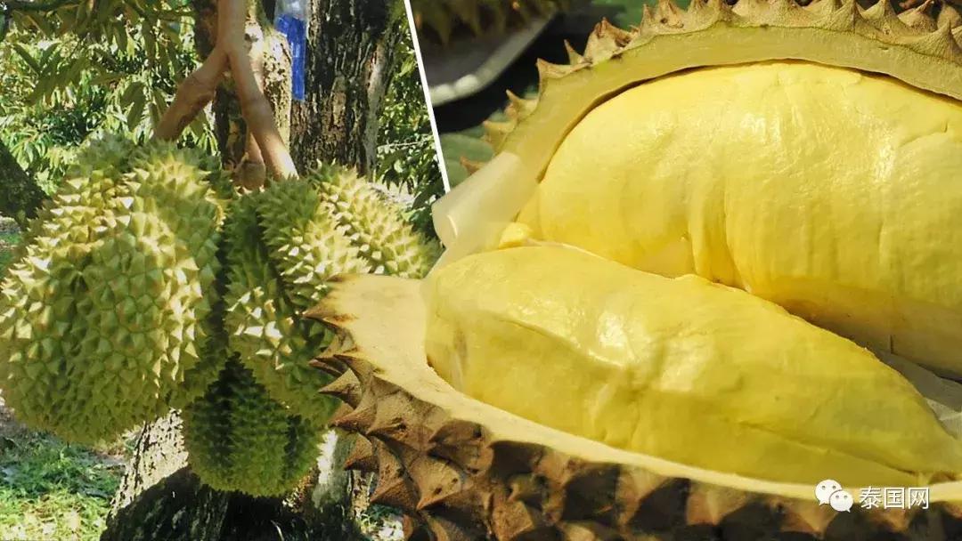 “中国电商害泰国人吃不起榴莲”?泰国人究竟是怎么看这个事的?
