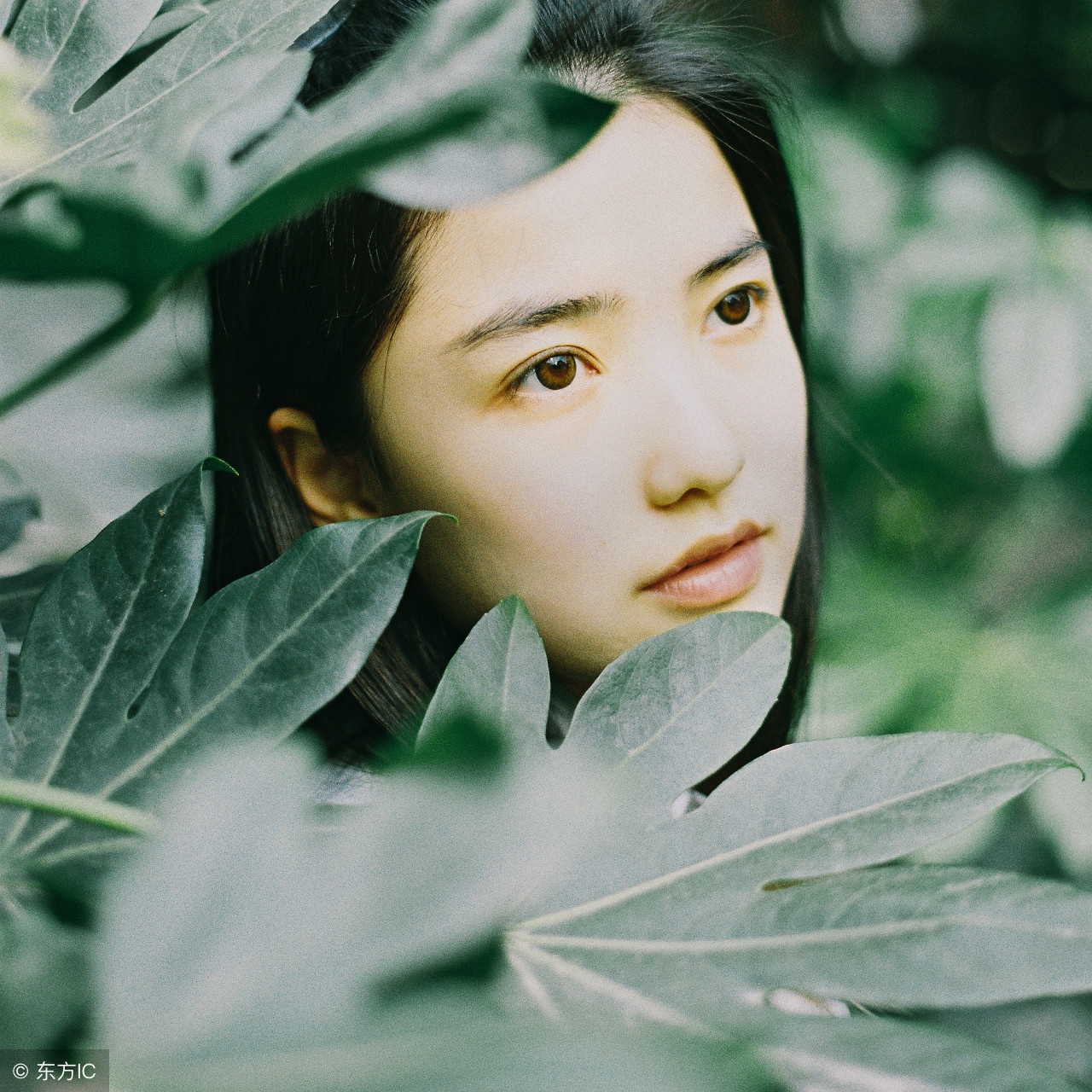 白芷可以祛斑美白吗,白芷和什么搭配祛斑美白