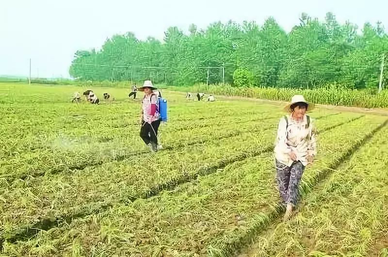 碧护能缓解除草剂药害和肥害,赤霉酸可以缓解除草剂药害吗